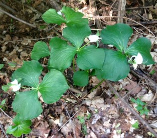 noddingtrillium