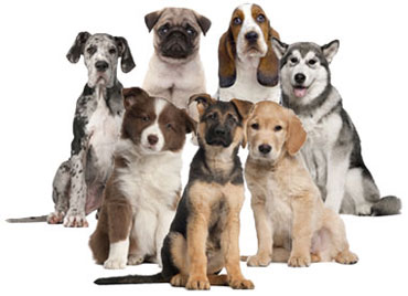 dog-breeds