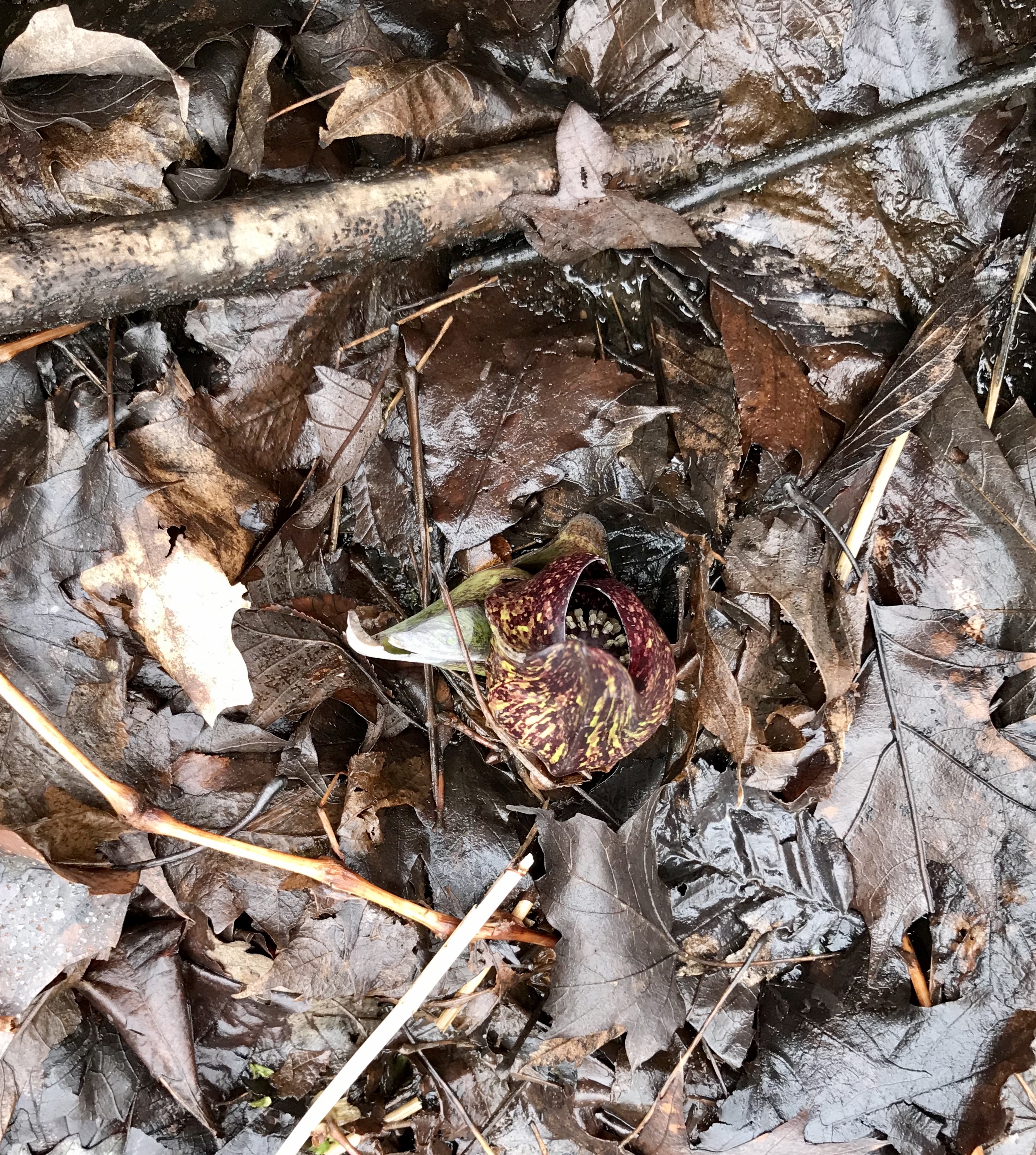 DC263AEB-D4D9-413F-84DF-1591C6A8467D_1_201_a