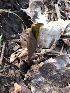 29D29ED2-E49D-4D46-BBE7-289F22A89790_4_5005_c