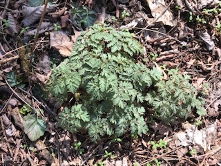 6AA16634-F618-4F97-A6AD-FA3968270EAC_4_5005_c